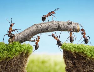 Ants discover a new route to overcome their challenge